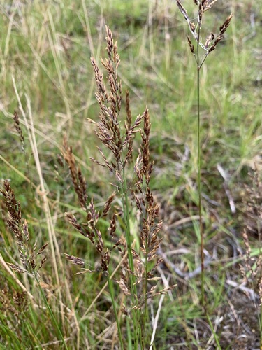 Image of Calamagrostis holmii by (c) Valerii Glazunov, some rights reserved (CC BY)