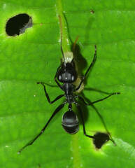 Gigantiops destructor