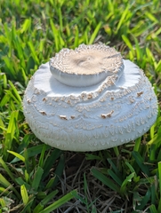 Chlorophyllum brunneum