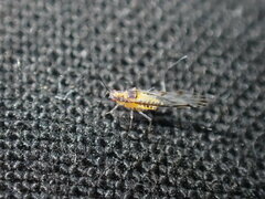 Eucallipterus tiliae