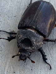 Strategus aloeus