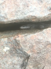 Lacertidae