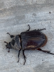 Strategus aloeus