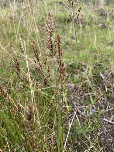 Image of Calamagrostis holmii by (c) Valerii Glazunov, some rights reserved (CC BY)