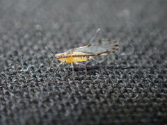 Eucallipterus tiliae