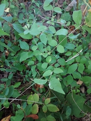 Symphoricarpos orbiculatus