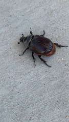 Strategus aloeus