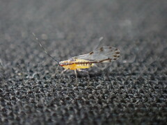 Eucallipterus tiliae