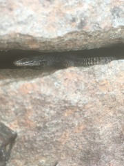 Lacertidae