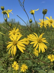 Silphium terebinthinaceum