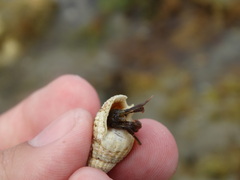 Paguroidea