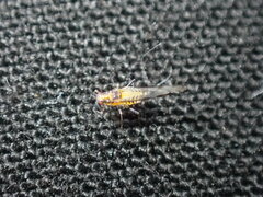 Eucallipterus tiliae