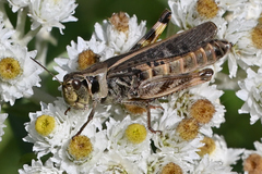 Camnula pellucida