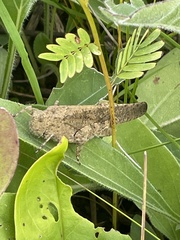 Dissosteira carolina