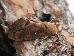 Dendrolimus pini