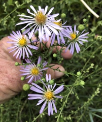Dieteria canescens
