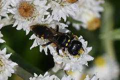 Ectemnius