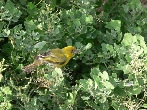 Telespiza cantans observed 2007-03-09
