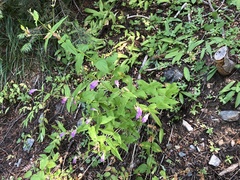 Nothochelone nemorosa