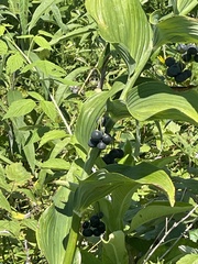 Polygonatum biflorum