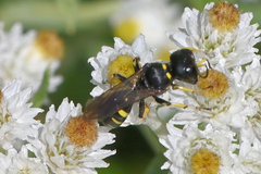 Ectemnius