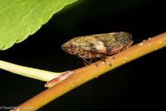 Aphrophora alni