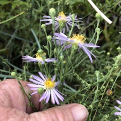 Dieteria canescens