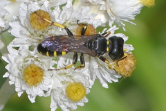 Ectemnius