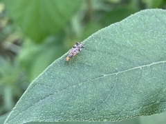 Neotephritis finalis