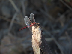 Sympetrum obtrusum