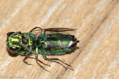 Chrysididae
