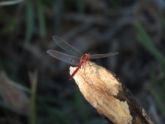Sympetrum obtrusum