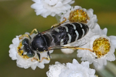 Bembix