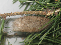 Dendrolimus pini
