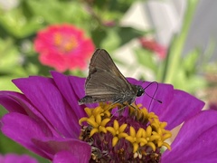 Polites themistocles