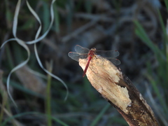 Sympetrum obtrusum