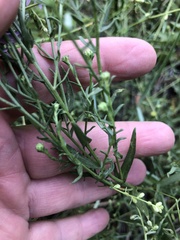 Dieteria canescens