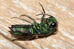 Chrysididae