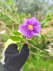 Lycianthes