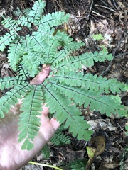 Adiantum pedatum