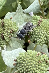 Megachile mendica