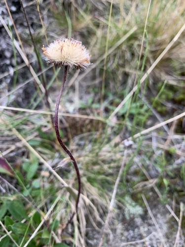 Image of Erigeron eriocephalus by (c) Valerii Glazunov, some rights reserved (CC BY)