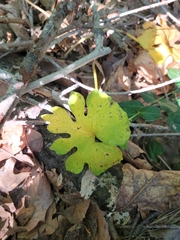 Sanguinaria canadensis