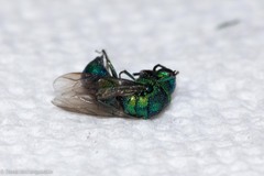 Chrysididae