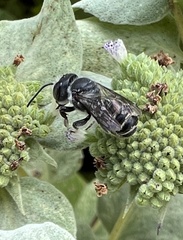 Megachile mendica