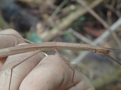 Graeffea seychellensis