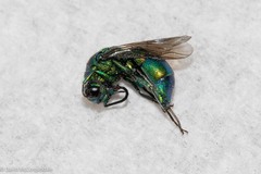 Chrysididae