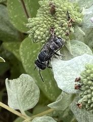 Megachile mendica