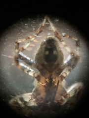 Araneus