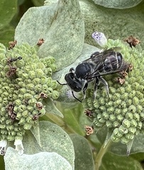 Megachile mendica
